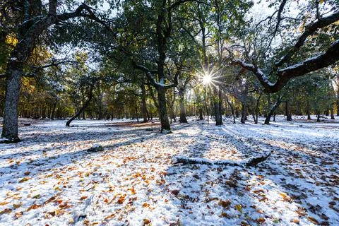 Sun rays, snow, shadows and trees Stock Photos