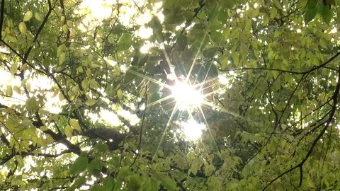 Sun Rays Sparkling Through A Tree Stock Footage 97454574