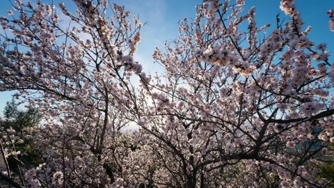 Sun Rays Of Spring In Tokyo Stock Footage 265440485