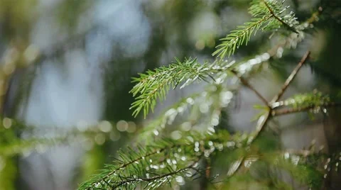 Sun rays, spruce branches Video stock 61575221
