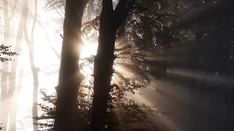 Sun Rays Streaming Through Dark Trees Stock Footage 326151964