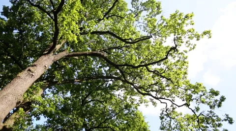 Sun rays streaming through tree branches - seen from below Stock Footage 65502914