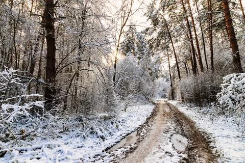 Sun rays streaming through tree trunks and snowflakes in a snow-covered pin.. Stock Photos