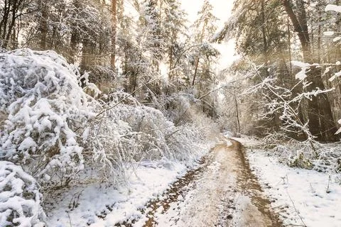 Sun rays streaming through tree trunks and snowflakes in a snow-covered pin.. Stock Photos