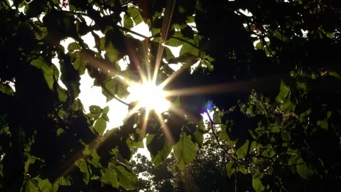 Sun rays in summer through tree branches medium Видео 244241400