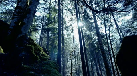 Sun rays. sunbeam. trees forest woods background. beaming light. nature. fantasy Stock Footage 64539247