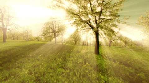 Sun rays. sunbeam. trees silhouette background. beaming light. nature. fantasy Stock-Footage 39825706