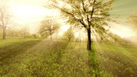 Sun rays sunbeam trees silhouette background beaming light nature fantasy Stock Footage 74096154