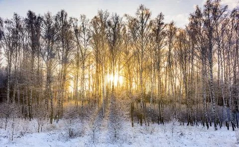 Sun rays sunrise trees sunrays at dawn pass through the branches of a tree... Stock Photos