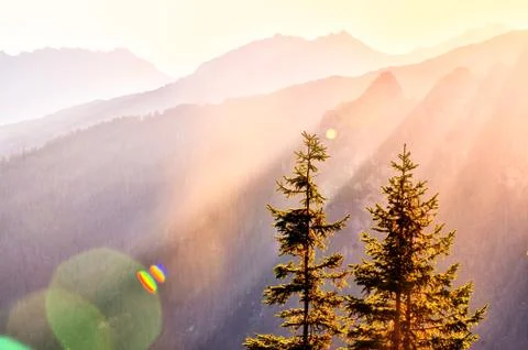 Sun rays of sunset over the mountains - two evergreen trees in foreground in  Stock Photos