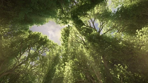 Sun rays though oak tree canopy with sky background Video stock 91730314