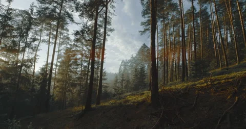 Sun rays though trees in forest Stock Footage 254771371