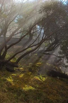 Sun Rays Through Alpine Trees  May 25, 2011 Stock Photos