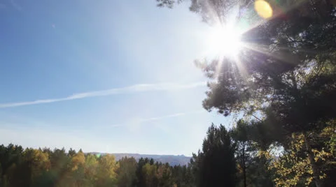Sun rays through the autumn forest Stock Footage 23566192