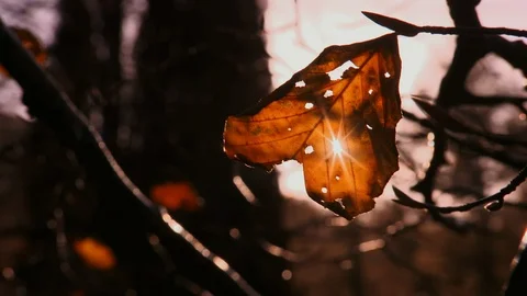 Sun Rays Through Autumn Leaf, Tollymore Forest, NI Stock Footage 120660786
