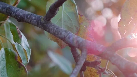 Sun rays through autumn leaves Stock Footage 131209508