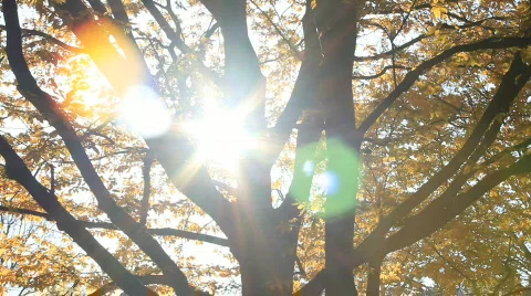 Sun rays through an autumn tree - closer Video stock 583468