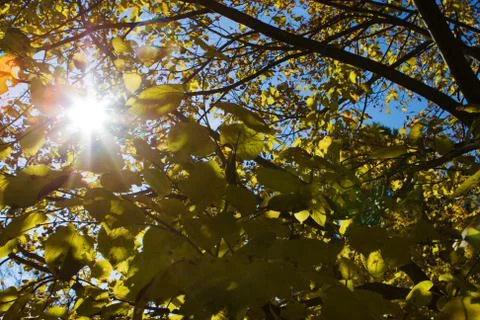 Sun rays through autumn tree. Stock Photos
