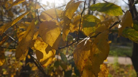 Sun Rays Through Autumn Yellow Leaves In Sunny Day.5 Stock-Footage 118304675