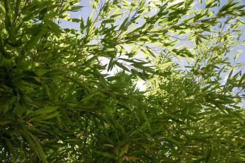 Sun rays through bamboo foliage Stock Photos