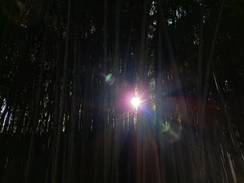 Sun rays through bamboo forest with lens flare and mist Stock Photos