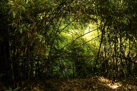 Sun rays through the bamboo trees Stock Photos