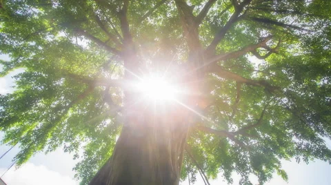 Sun Rays through Banyan Tree Top Stock Footage