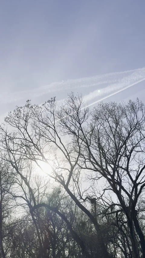 Sun Rays Through Bare Trees and Contrails Vídeos de archivo 344991151
