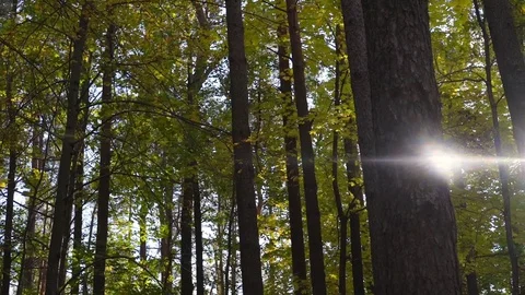 Sun rays through beautiful autumn thick forest green leaves Video stock 119158135