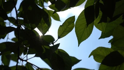 Sun Rays through Beautiful Leaves moved by a Breeze Stock Footage 91074813