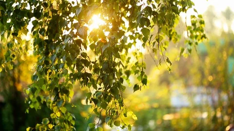 Sun rays through birch branches Video stock 112878724