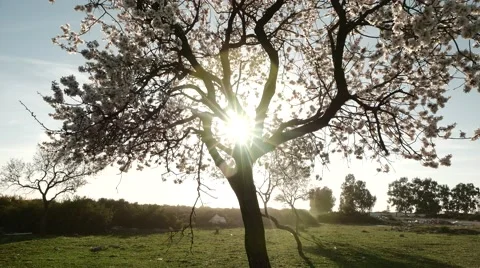 Sun Rays Through Blooming Tree. Tilt Up, 4K. Stock Footage 61295515