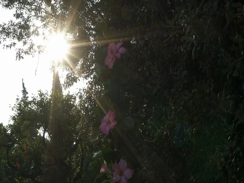 Sun rays through branches and flower, view from down Stock Footage 80631683
