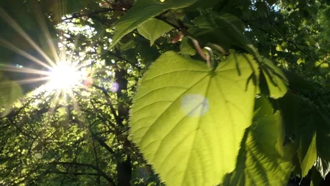 Sun Rays Through Branches And Leaves Of Tree. Stock Footage 89735178