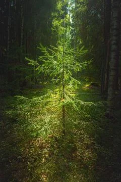 Sun rays through the branches of a beautiful European pine forest Foto stock