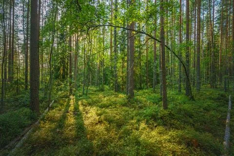 Sun rays through the branches of a beautiful European pine forest. Stockfoto's