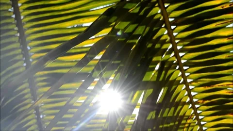 Sun rays through branches of coconut trees in summer breeze Stock Footage 149778587