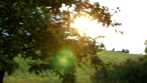 Sun rays through the branches Vídeo Stock 76331588