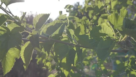 Sun rays through the branches Stock Footage 93940050