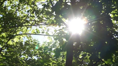 Sun rays through the branches Stock Footage 157991646