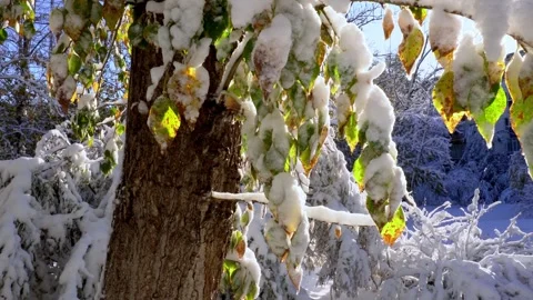 Sun rays through branches Stock Footage 318541325