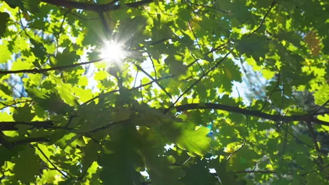 Sun rays through the branches of an oak Видео 160884986