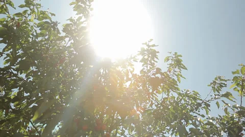 Sun Ray's through branches - Tracking shot Stock Footage 38487662