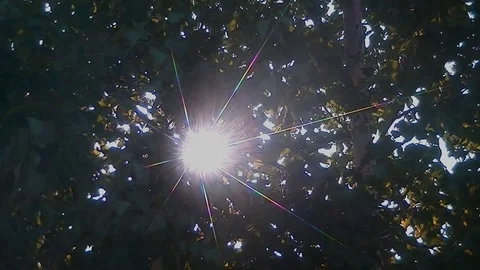 Sun rays through the branches of a tree - a star filter is used Stock Footage 78604184