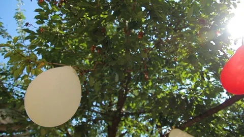 Sun rays through the branches of a tree Video stock 88224985