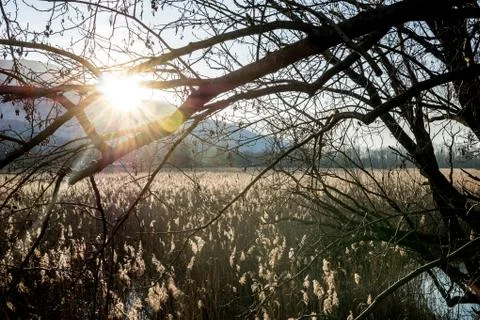 Sun rays through the branches of a tree, lacustrine landscape Stock Photos