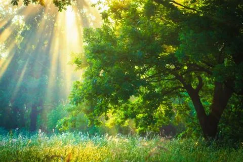 Sun rays through branches trees in green garden Foto stock