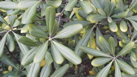 Sun rays through bright branches Vídeos de archivo 173469857