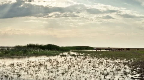 Sun rays through the clouds over the lake. Cows and horses on watering Stock Footage 64916182