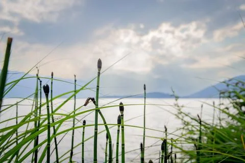 Sun Rays Through Clouds Over Lake and Green Reed Stems Stock Photos